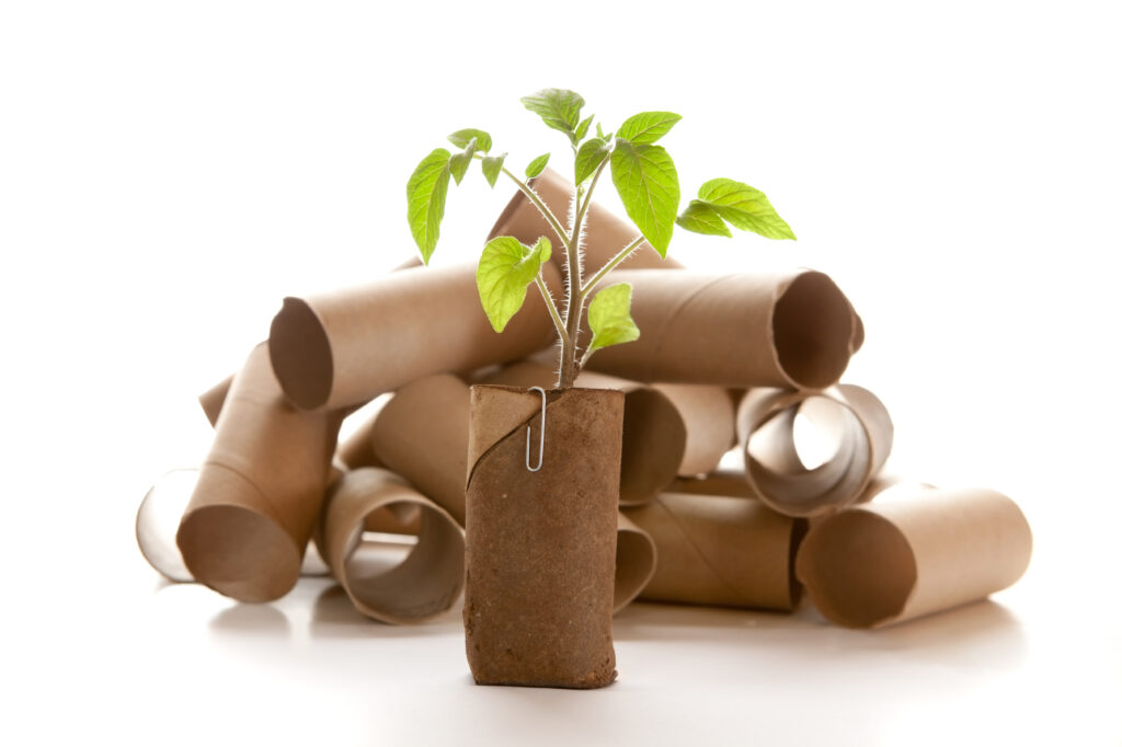 Cardboard postal tube with leaf growing inside
